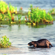 A nutria in the wild.